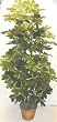 66" DOUBLE Variegated Shefflera Bush
