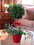 Live Ivy Topiary - 22" Ball on Stem