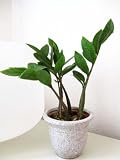 9GreenBox -  RARE Z Z Houseplant GOLDEN TREE ZAMIOCULCAS ZAMIIFOLIA