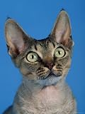 Head of Devon Rex Cat Photographic Poster Print by Wegner, 12x16