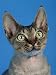 devon rex - Head of Devon Rex Cat Photographic Poster Print by Wegner, 12x16