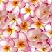 Hawaiian Gift Wrap Rolled Pink Plumeria