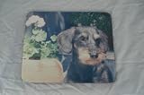 Review The Moneyman  / Dachshund Wire Haired DOG Mouse Mat Pad New GIFT K9