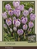 Crocus Large Pickwick Pack of 20 Bulbs