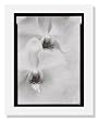 Olivia Parker, Orchids from Ephemera portfolio