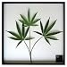 �s���[�t�p�l���tCannabis sativa(�w���v/�喃)