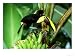Chestnut-Madibled Toucan, Osa Peninsula, Costa Rica Art Photographic Poster Print by Gustav Verderber, 24x18