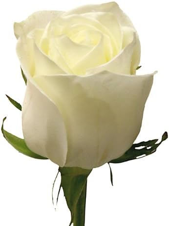 Fresh Flowers - 4 Dozen Pink & White Mixed Roses for Mom