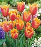 On Sale Fringed Lambada Tulip Seed Pack by PG SEEDS