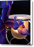 IMAGE OF Glowing Iris Canvas Print / Canvas Art - Artist Amanda Vouglas