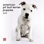 American Pit Bull Terrier Puppies 2011 7X7 Mini