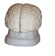 Budget Brain with Arteries Anatomical Model