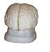 Budget Brain with Arteries Anatomical Model