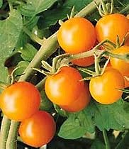 Sungold Tomato Plant - Golden Orange Cherry - Sweet