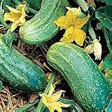 Northern Pickling Cucumber 1 oz. 41h4iJBvVuL. SL160 Northern Pickling Cucumber 1 oz.