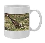 Grey-crowned Babbler - Foraging on a lawn at Mt Barnett, - Photo Mug by Ardea
