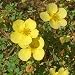 Potentilla Elizabeth 3L