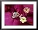 Flower Mantis, Hymenopus Coronatus in Bougainvillea Rain Forest, Malaysia Framed Art Poster Print by Michael Fogden, 31x25