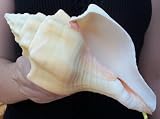 Rare Chank Conch Seashell