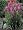 Pink Obedient Perennial 8 Plants