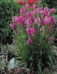 Pink Obedient Perennial 8 Plants