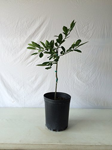 2-3 Year Old (2-3 Ft) Key Lime Tree 2-3 Year Old (2-3 Ft) Key Lime Tree