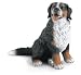Bernese Mountain Dog