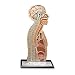 Nasco Nasogastric Tube Feeding Model * Each * Model # SB10239U