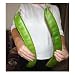3 JACK IN THE BEAN STALK MAGIC BEANS SEEDS UNUSUAL