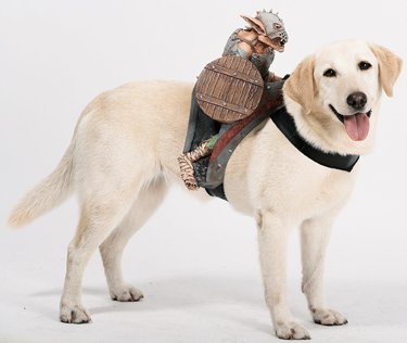 Paper Magic Dog Harness Rider Goblin Orc Pet