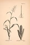 1883 Wood Engraving Maize Indian Corn Stalk Agriculture Root Thomas Brocklehurst - Original Wood Engraving