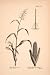 1883 Wood Engraving Maize Indian Corn Stalk Agriculture Root Thomas Brocklehurst - Original Wood Engraving