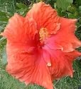 Hibiscus Rosa - Greenhouse/Conservatory Plant