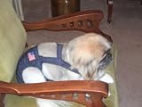 Joybies Patriotic Denim Piddle Pants(tm) for Small Male Dog (Measuring 13-15 from Collar to Base of Tail)