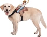 Dog Rider Cowboy