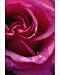 Photographic Prints of Rose (Rosa Superstar) flowers from Science Photo Library