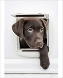 Photographic Print of Chocolate Labrador Dog from RSPCA