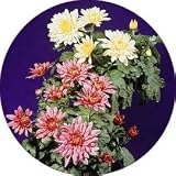 Coaster Set - 4 Pcs - Round - Designer Coasters: Flower Flowers Floral - (crfl-702) by IGC