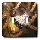VWPics Underwater - Pajama Cardinalfish.(Sphaeramia nematoptera).Lembeh Straits,Indonesia - Light Switch Covers - double toggle switch