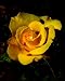 Lemon Drops Photograph Poster Giclee Yellow Rose 18x24