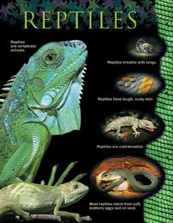 REPTILES SMALL CHART
