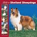   - 366 Days of Shetland Sheepdogs 2008 Wall Calendar