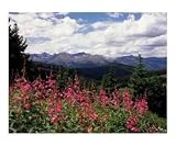 Fireweed Flowers and Colorado Mountains Photographic Poster Print by Jeffrey Wymore, 20x16