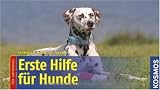 Erste Hilfe für Hunde: für unterwegs