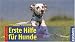 Image of Erste Hilfe für Hunde: für unterwegs