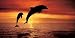 Bottlenose Dolphins, The Caribbean - Stuart Westmorland Art Print Poster 54.5 x
