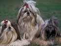 Domestic Dogs, Three Shih Tzus Sitting or Lying on Grass with Their Hair Tied Up Photographic Poster Print by Adriano Bacchella, 16x12