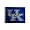 Kentucky Wildcats