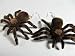 Miniblings Spinnenohrringe Ohrringe Spinne Halloween Vogelspinne Karneval samtig