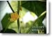 Cucumber In Bloom No.3 Canvas Print / Canvas Art - Artist Kamil Swiatek